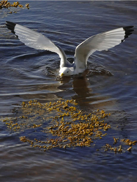 Pikkukajava, Black-legged Kittiwake, Rissa tridactyla